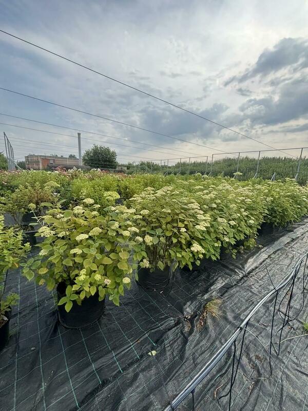 Гортензия древовидная Лайм Рики (Hydrangea arborescens 'Lime Rickey')