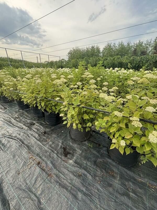 Гортензия древовидная Лайм Рики (Hydrangea arborescens 'Lime Rickey')