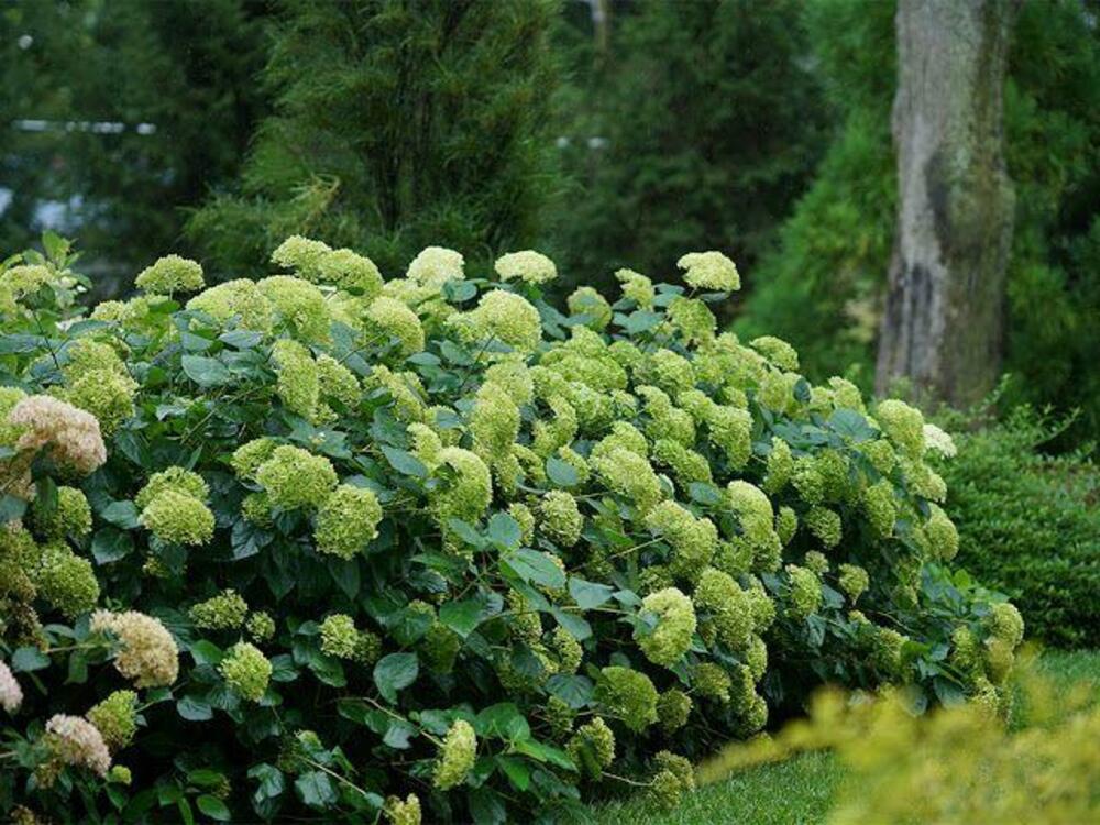 Гортензия древовидная Лайм Рики (Hydrangea arborescens 'Lime Rickey')