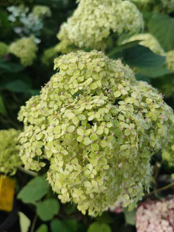 Гортензия древовидная Лайм Рики (Hydrangea arborescens 'Lime Rickey')
