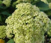 Гортензия древовидная Лайм Рики (Hydrangea arborescens 'Lime Rickey')