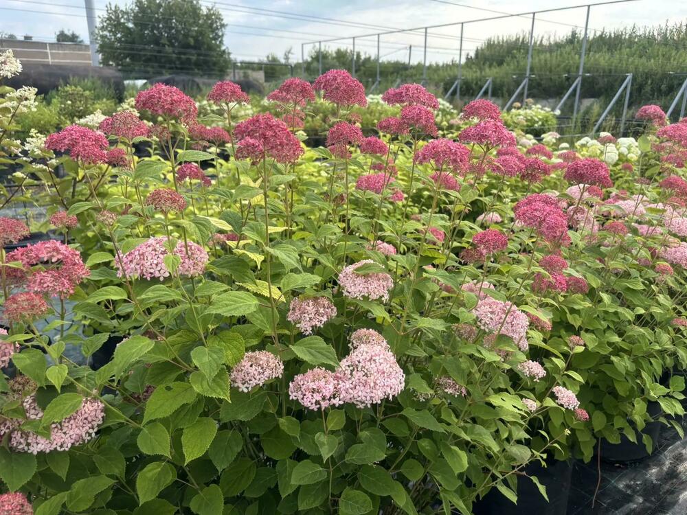 Гортензия древовидная Пинк Аннабель (Hydrangea arborescens 'Pink Annabelle')