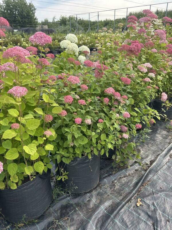 Гортензия древовидная Пинк Аннабель (Hydrangea arborescens 'Pink Annabelle')