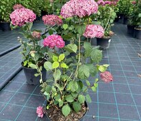 Гортензия древовидная Пинк Аннабель (Hydrangea arborescens 'Pink Annabelle')