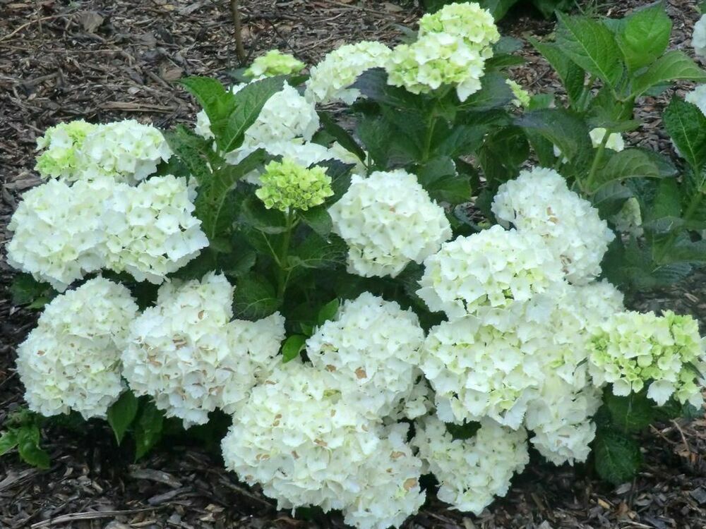 Гортензия крупнолистная Мадам Эмили Мольер (Hydrangea macrophylla 'Madame Emile Mouillere')