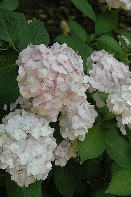 Гортензия крупнолистная Мадам Эмили Мольер (Hydrangea macrophylla 'Madame Emile Mouillere')