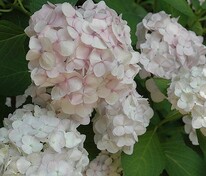 Гортензия крупнолистная Мадам Эмили Мольер (Hydrangea macrophylla 'Madame Emile Mouillere')