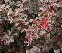 Барбарис Тунберга Коронита (Berberis thunbergii 'Coronita')