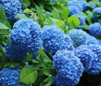 Гортензия крупнолистная "Nikko Blue" (Никко Блю)