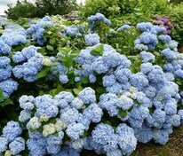 Гортензия крупнолистная "Nikko Blue" (Никко Блю)