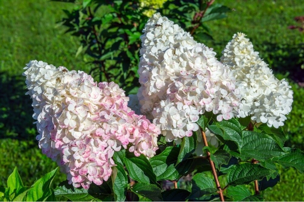 Гортензия метельчатая Пинк Леди (Hydrangea paniculata 'Pink Lady')