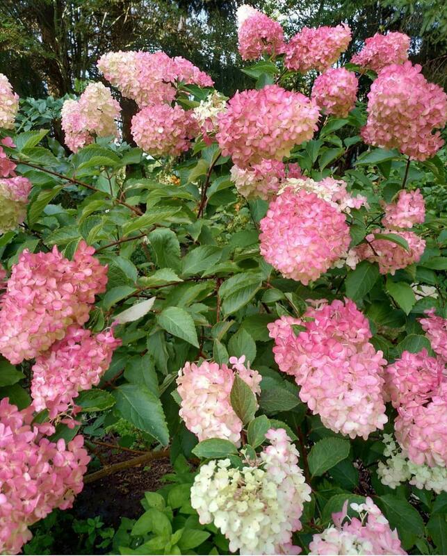 Гортензия метельчатая Пинк Леди (Hydrangea paniculata 'Pink Lady')
