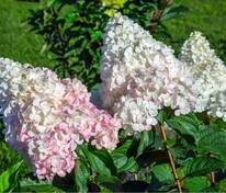 Гортензия метельчатая Пинк Леди (Hydrangea paniculata 'Pink Lady')