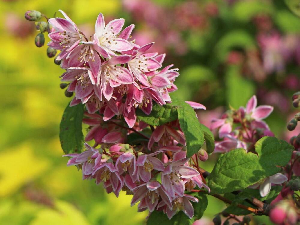 Дейция гибридная Строуберри Филдс (Deutzia x hybrida 'Strawberry Fields')