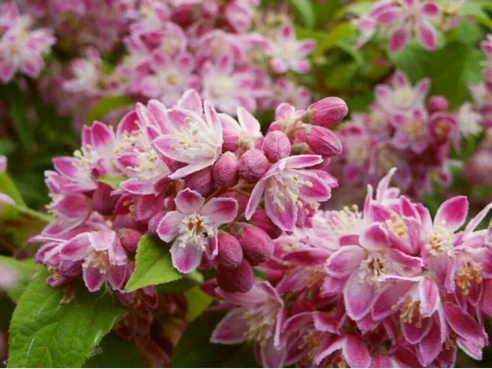 Дейция гибридная Строуберри Филдс (Deutzia x hybrida 'Strawberry Fields')