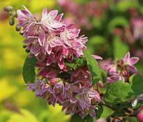 Дейция гибридная Строуберри Филдс (Deutzia x hybrida 'Strawberry Fields')