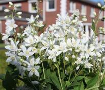 Дейция гибридная Юки Сноуфлейк (Deutzia x hybrida 'Yuki Snowflake')