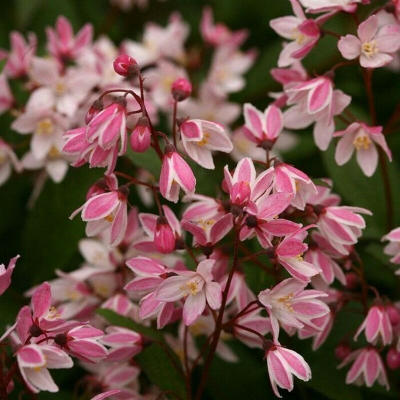 Дейция гибридная Юки Черри Блоссом (Deutzia x hybrida 'Yuki Cherry Blossom')