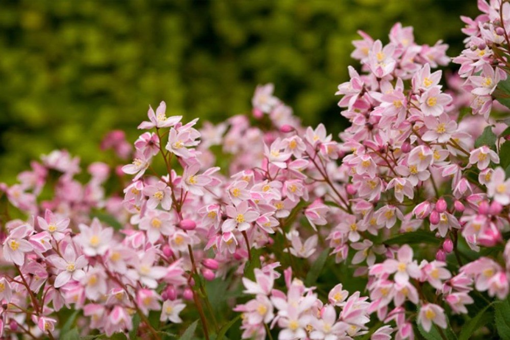 Дейция гибридная Юки Черри Блоссом (Deutzia x hybrida 'Yuki Cherry Blossom')