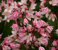 Дейция гибридная "Yuki Cherry Blossom" (Юки Черри Блоссом)