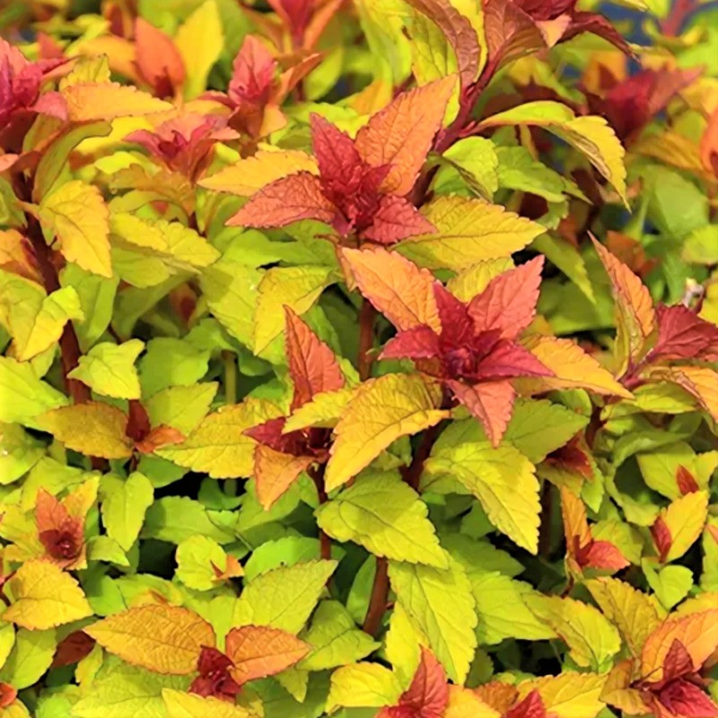 Спирея японская Мерло Стар (Spiraea japonica 'Merlo Star')