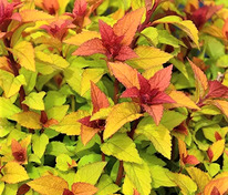 Спирея японская Мерло Стар (Spiraea japonica 'Merlo Star')