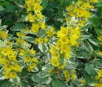 Вербейник точечный Вариегата (Lysimachia punctata 'Variegata')