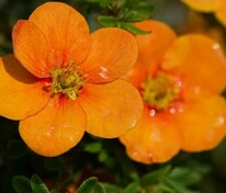 Лапчатка кустарниковая Оранж Стар (Potentilla fruticosa 'Orange Star')