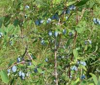 Жимолость голубая (Lonicera caerulea)