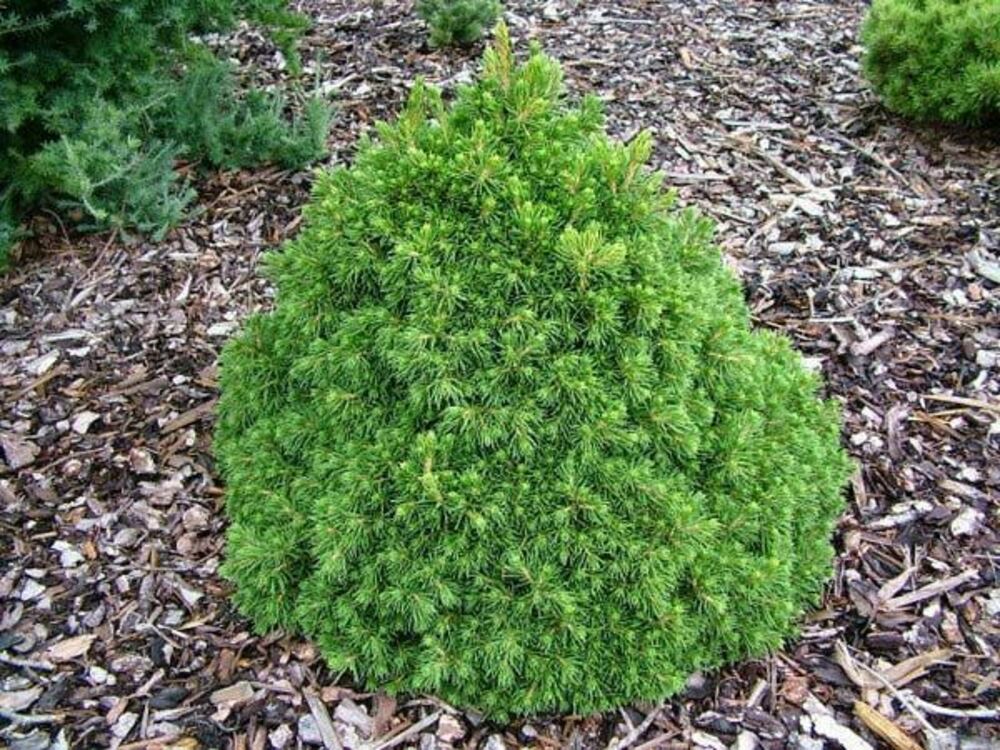 Ель обыкновенная Томпа (Picea abies 'Tompa')