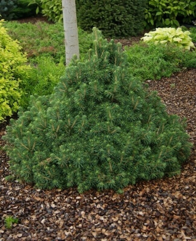 Ель обыкновенная Томпа (Picea abies 'Tompa')
