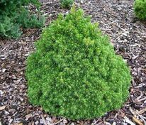 Ель обыкновенная Томпа (Picea abies 'Tompa')