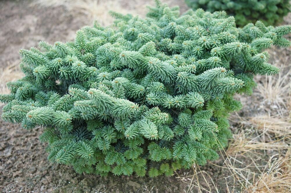 Пихта бальзамическая Нана (Abies balsamea 'Nana')