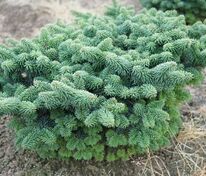 Пихта бальзамическая Нана (Abies balsamea 'Nana')