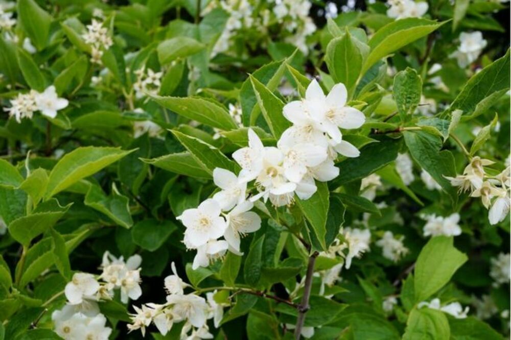 Чубушник венечный Снежки (Philadelphus coronarius 'Snezhki')