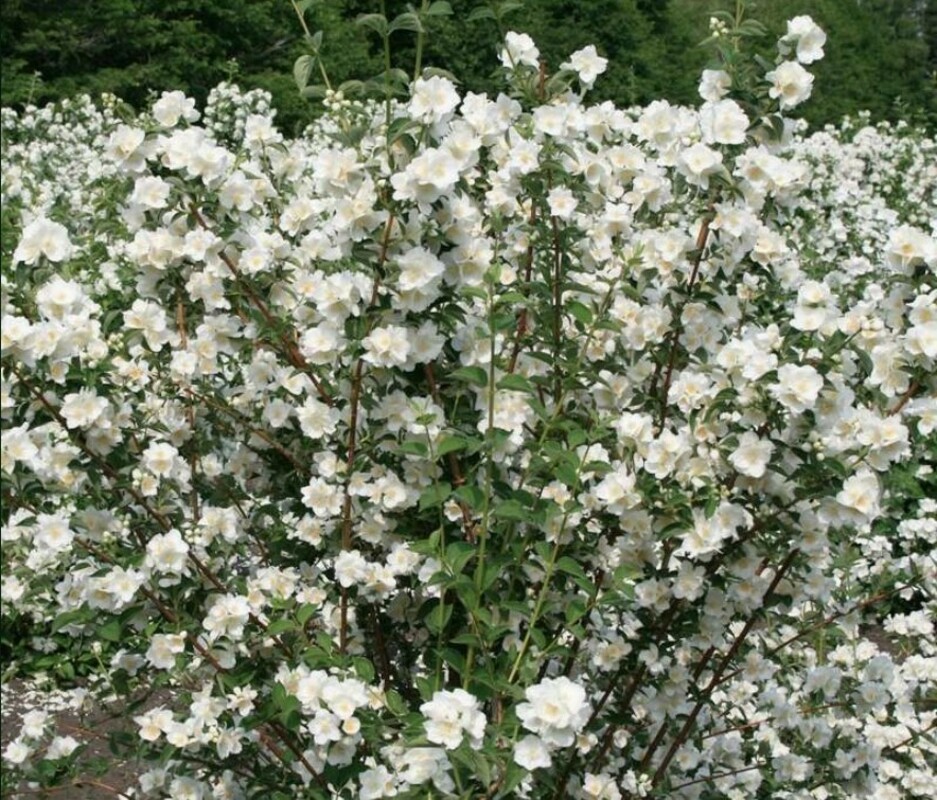 Чубушник венечный Снежки (Philadelphus coronarius 'Snezhki')