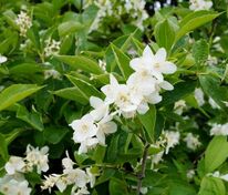 Чубушник венечный Снежки (Philadelphus coronarius 'Snezhki')