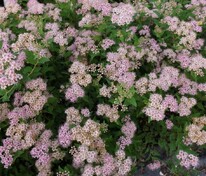 Спирея японская Джапаниз Дварф (Spiraea japonica 'Japanese Dwarf')