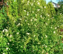 Бирючина обыкновенная Пирамидале (Ligustrum vulgare 'Pyramidale')