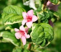 Вейгела цветущая Карикатура (Weigela florida 'Caricature')