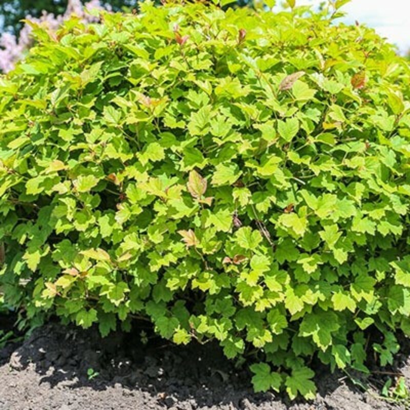 Калина обыкновенная Нанум (Viburnum opulus 'Nanum')