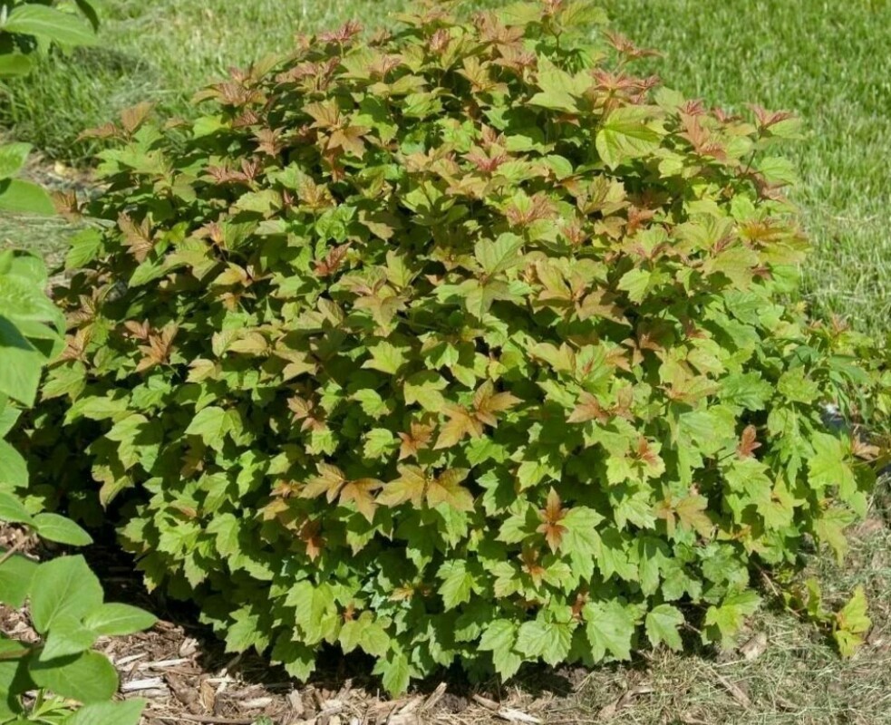 Калина обыкновенная Нанум (Viburnum opulus 'Nanum')