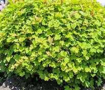 Калина обыкновенная Нанум (Viburnum opulus 'Nanum')