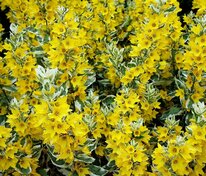 Вербейник точечный Александр (Lysimachia punctata 'Alexander')