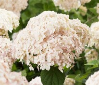 Гортензия древовидная Кандибелль Маршмеллоу (Hydrangea arborescens 'Candybelle Marshmallow')