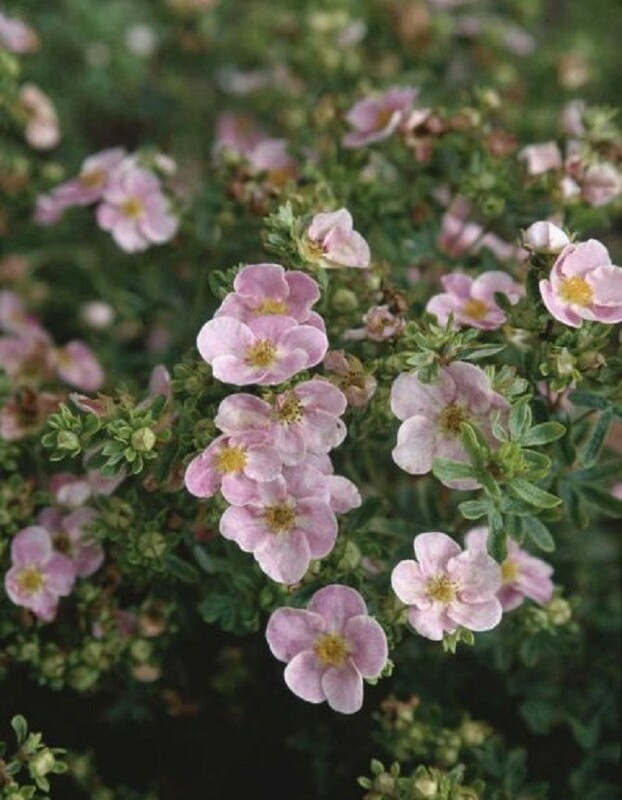 Лапчатка кустарниковая Нью Даун (Potentilla fruticosa 'New Dawn')