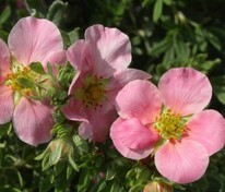 Лапчатка кустарниковая Нью Даун (Potentilla fruticosa 'New Dawn')
