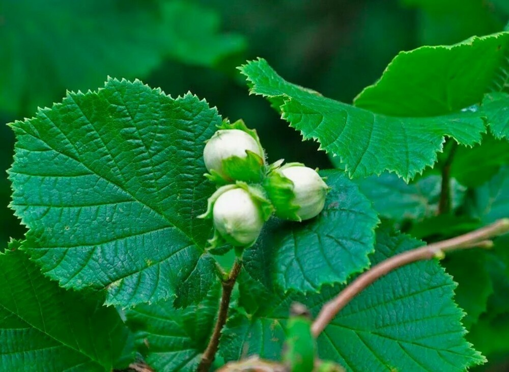 Лещина зелёнолистная (Corylus avellana) (фундук)