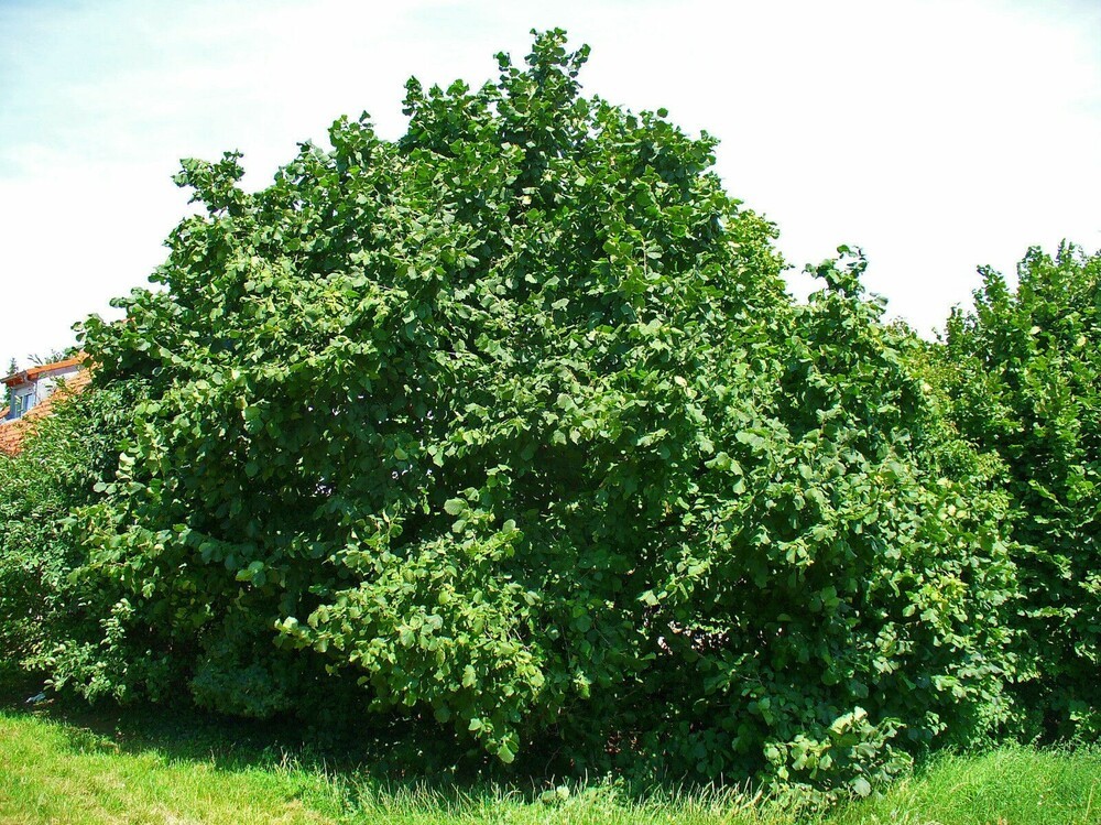 Лещина зелёнолистная (Corylus avellana) (фундук)