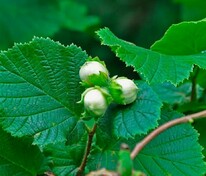 Лещина зелёнолистная (Corylus avellana) (фундук)